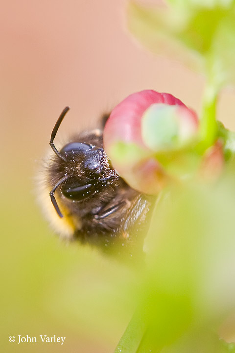 bilberrybee_720_21358.jpg