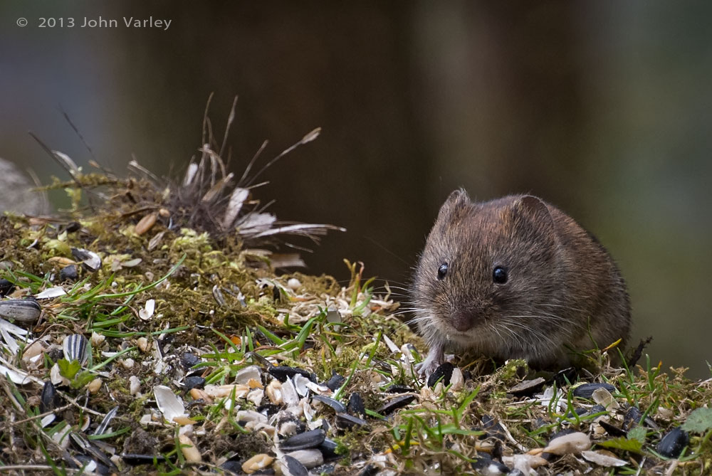 bank_vole_1000_2601.jpg