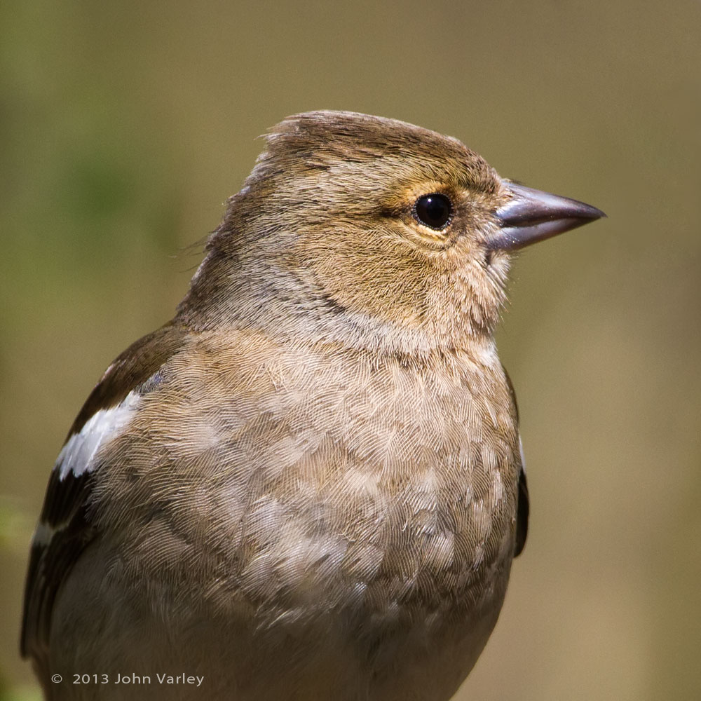 chaffinch_1000_0562.jpg