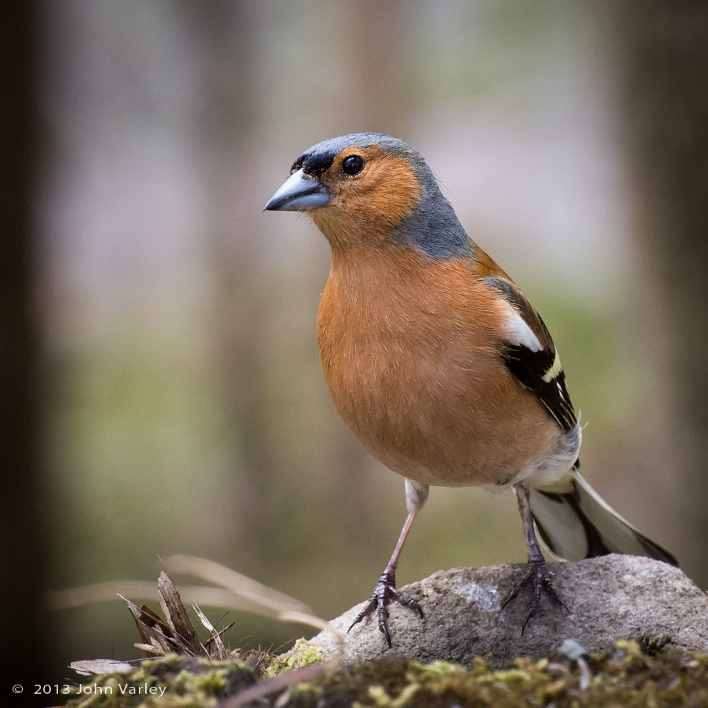 chaffinch_1000_2605.jpg