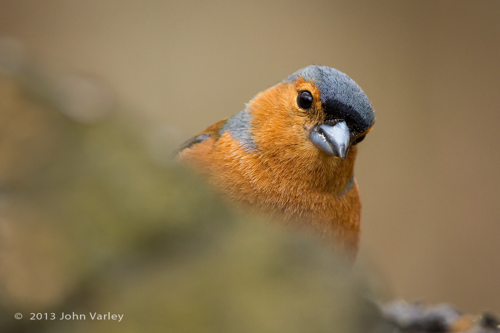 chaffinch_100_0370.jpg