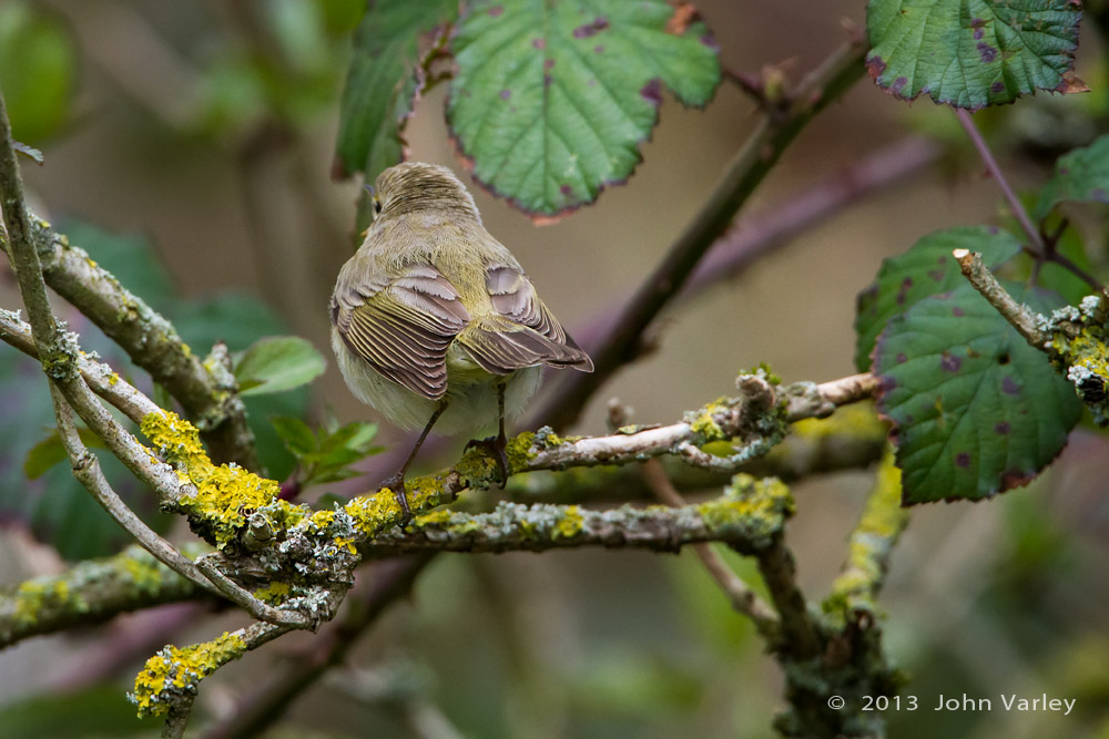 chiffchaff_1000_0095.jpg