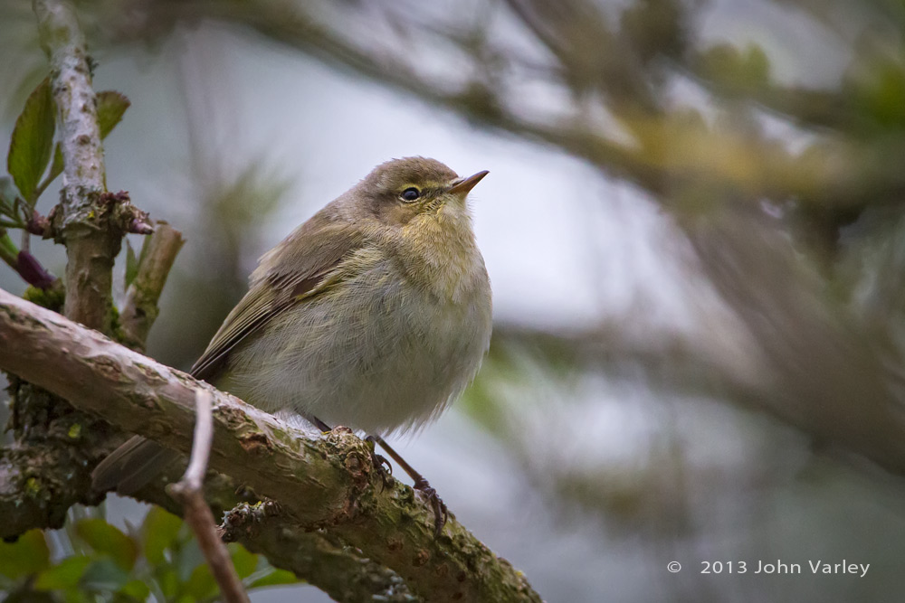 chiffchaff_1000_0125.jpg