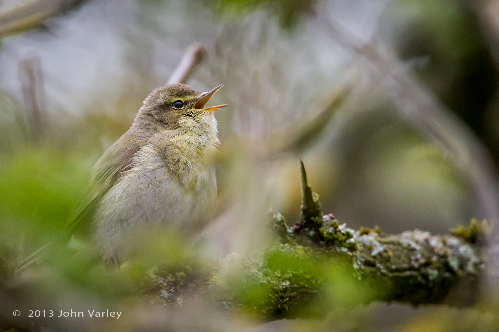 chiffchaff_1000_0132.jpg