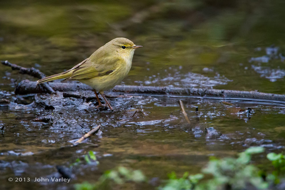 chiffchaff_water_1000_9931.jpg