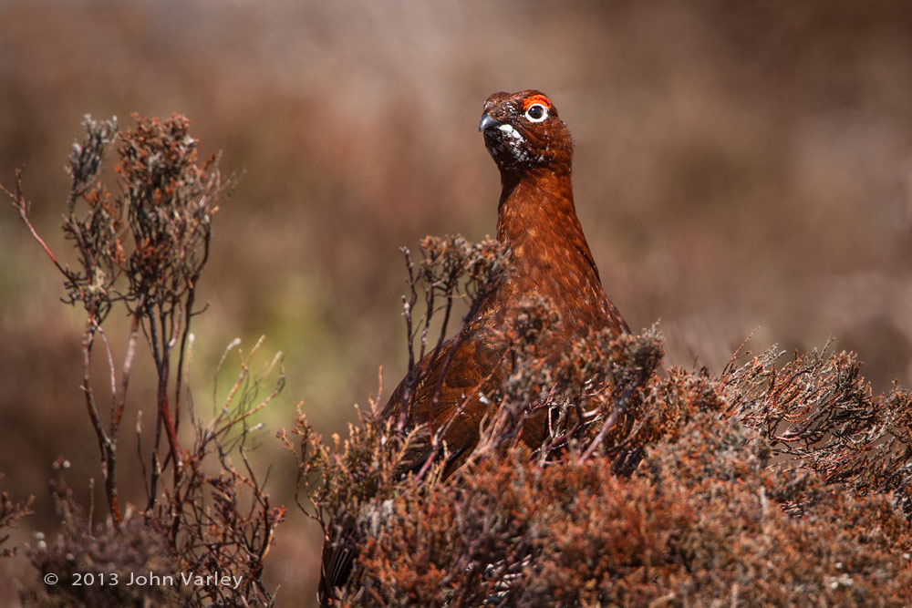 cock_grouse_1000_0495.jpg