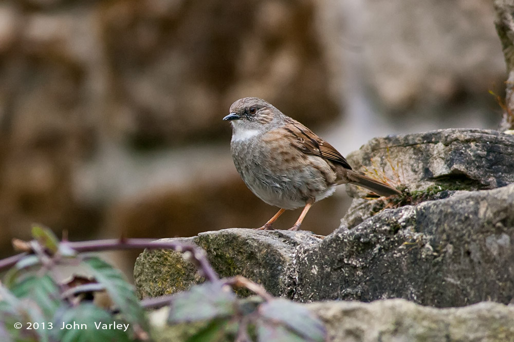 dunnock_whitethroat_1000_26163.jpg