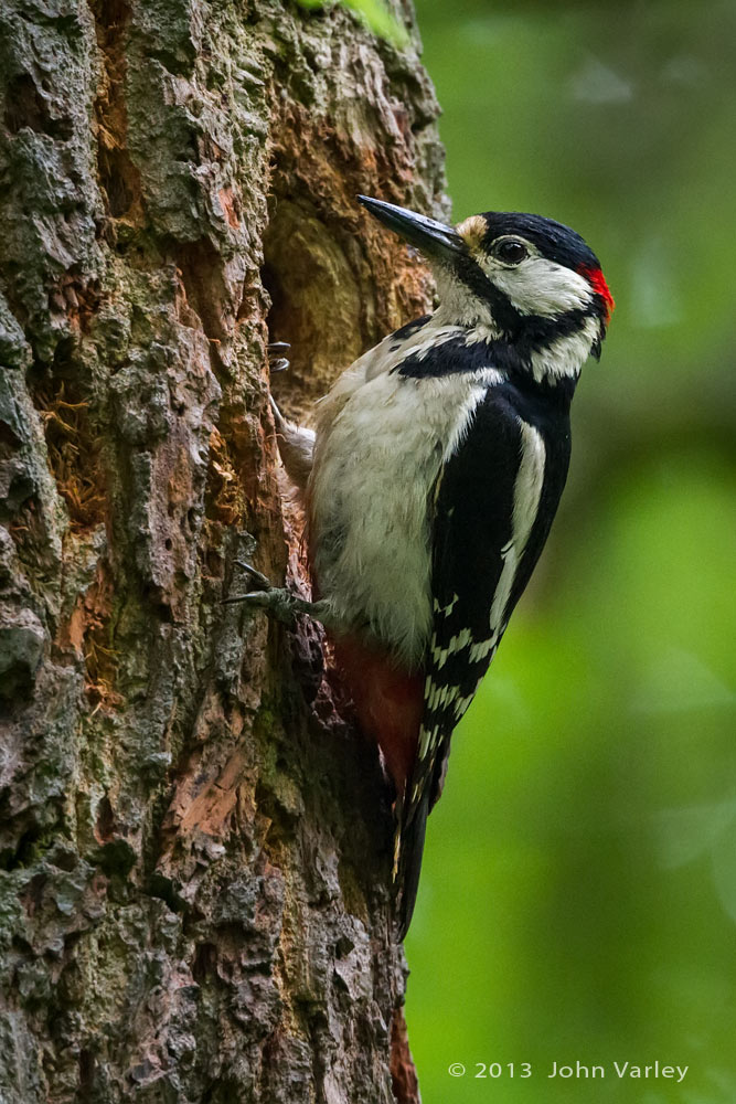 g_s_woodpecker_1000_0707.jpg