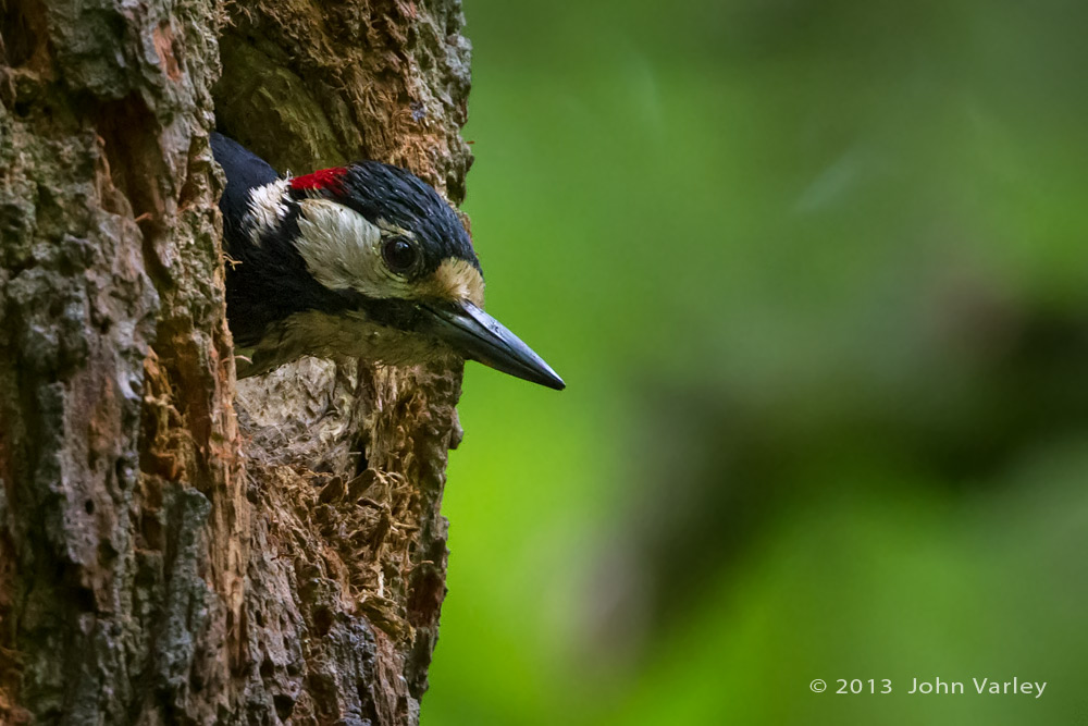 g_s_woodpecker_1000_0723.jpg