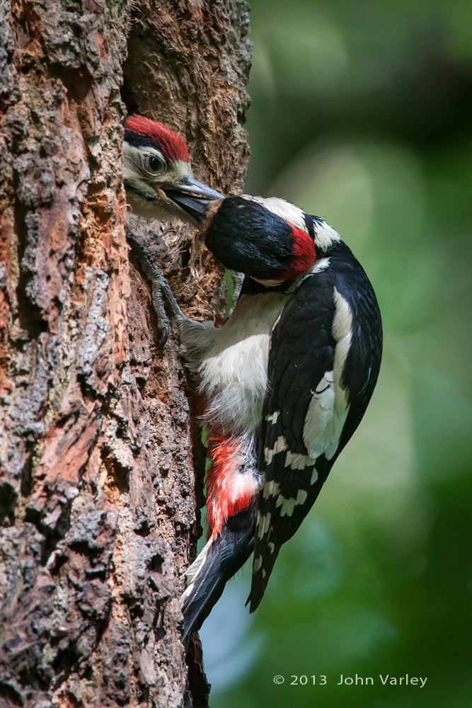 g_s_woodpecker_1000_8765.jpg