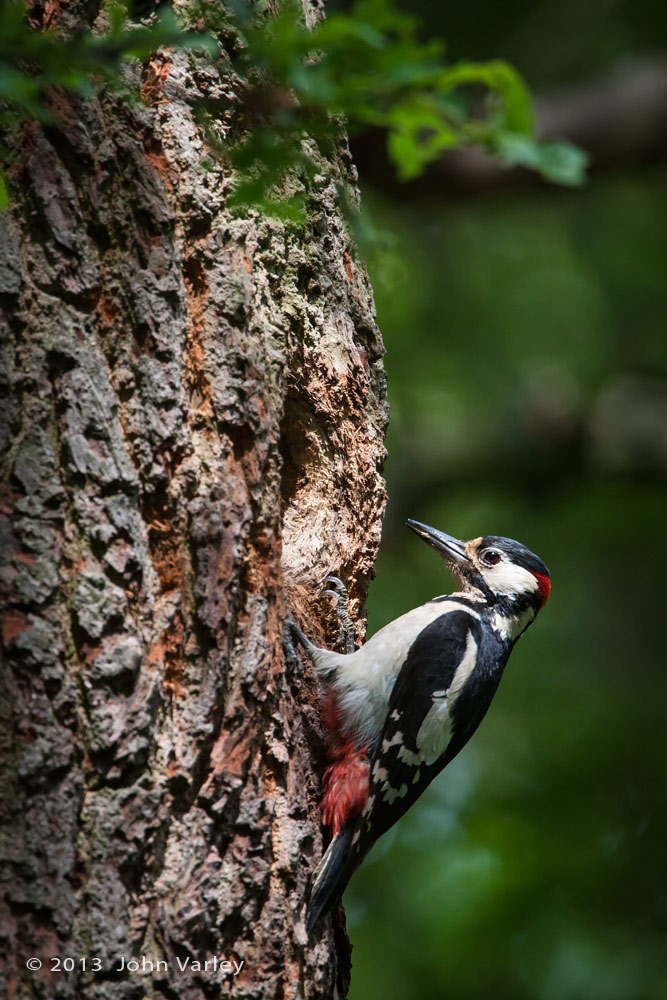 g_s_woodpecker_1000_8808.jpg