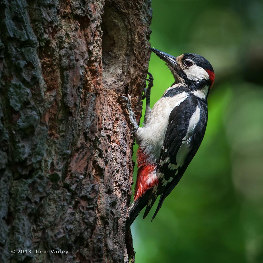 g_s_woodpecker_1000_8872.jpg