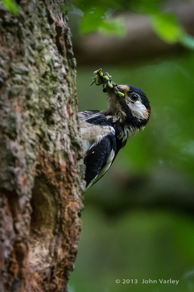 g_s_woodpecker_caterpillars_1000_0802.jpg