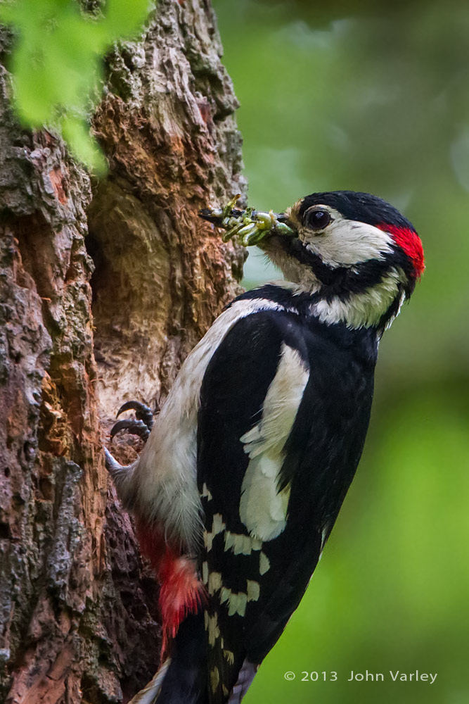 g_s_woodpecker_food_1000_0718.jpg