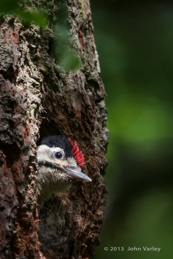 g_s_woodpecker_juvenile2_1000_8829.jpg