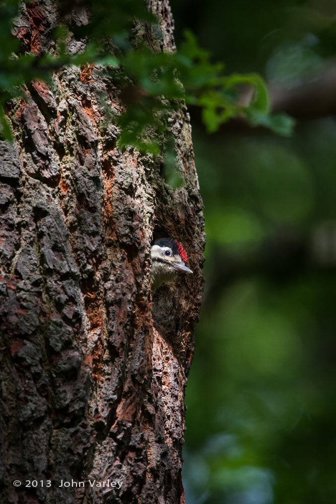 g_s_woodpecker_juvenile_1000_8829.jpg