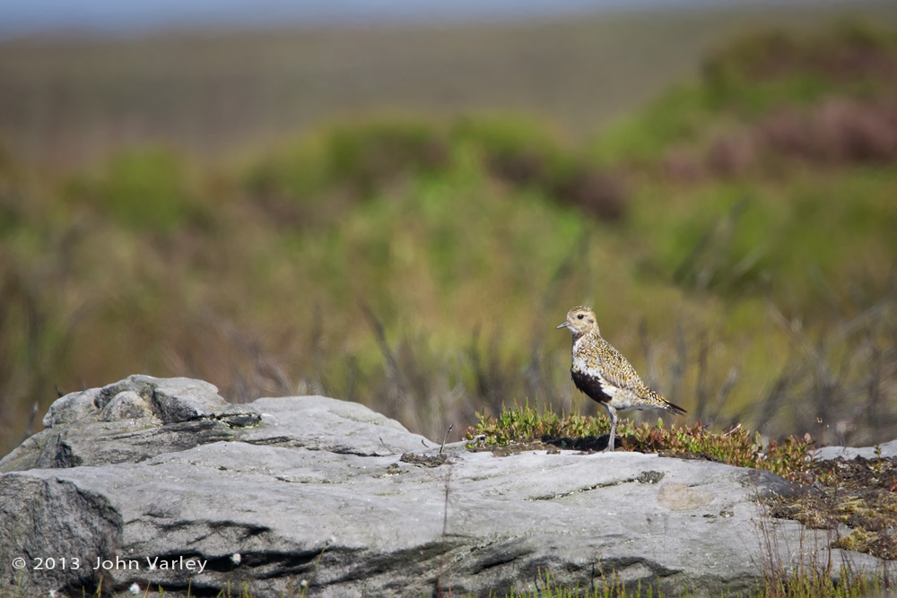 golden_plover_1000_8918.jpg