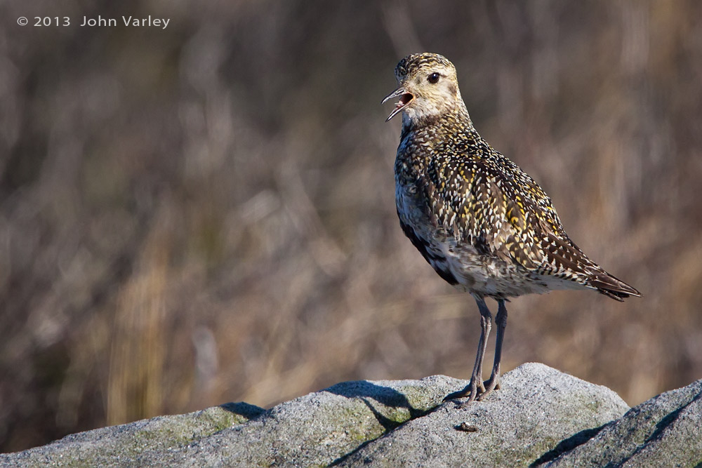 golden_plover_1000_9073.jpg