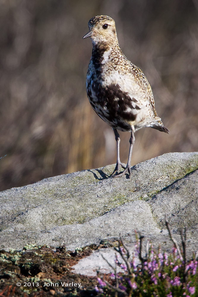 golden_plover_1000_9078.jpg