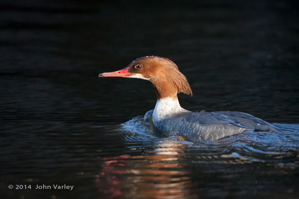 goosander_female_1000_9808.jpg