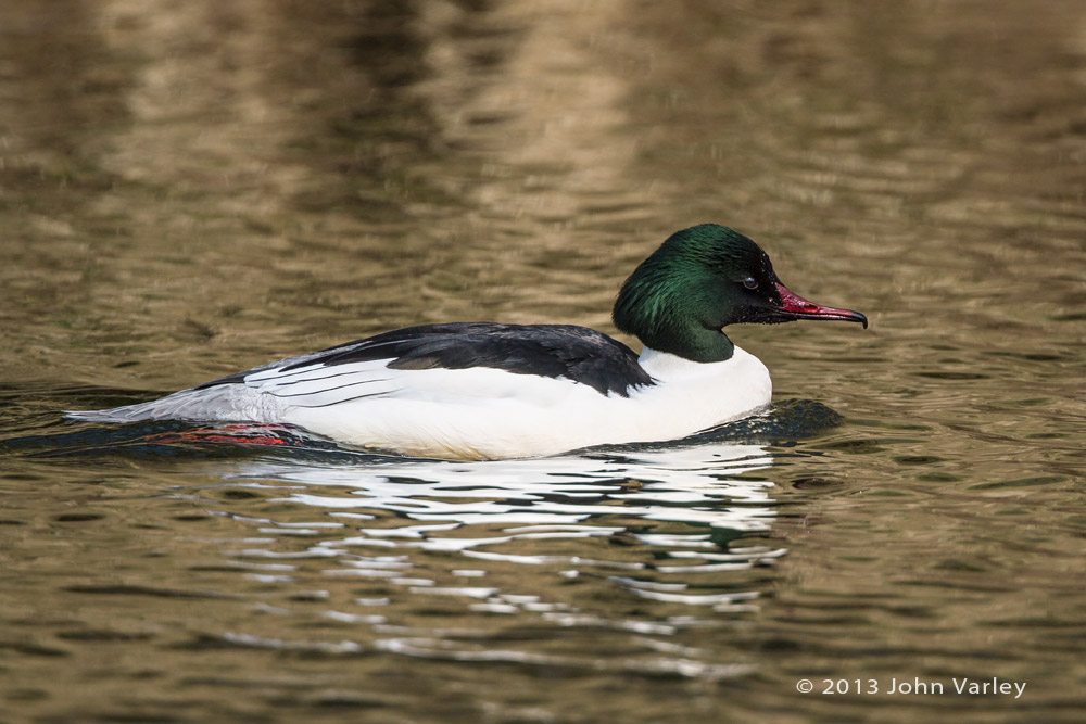 goosander_male_1000_9989.jpg