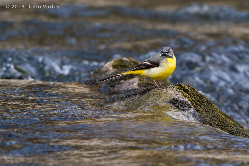 grey-wagtail_male_1000_0016.jpg