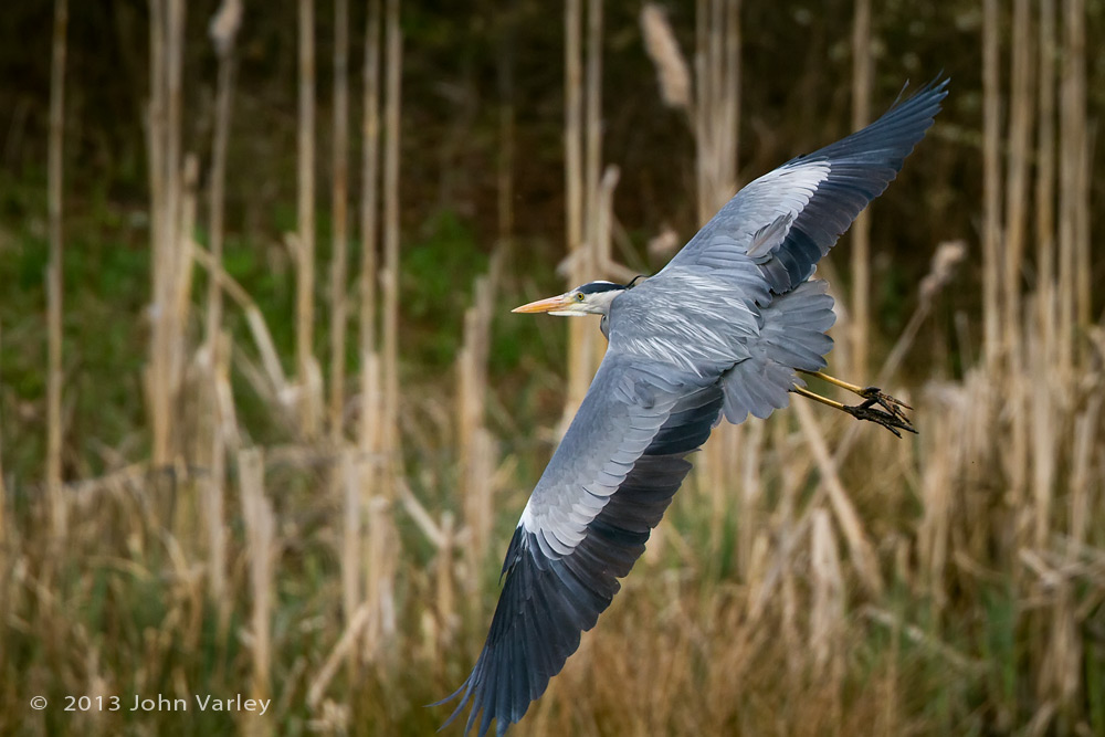 grey_heron_1000_0142.jpg