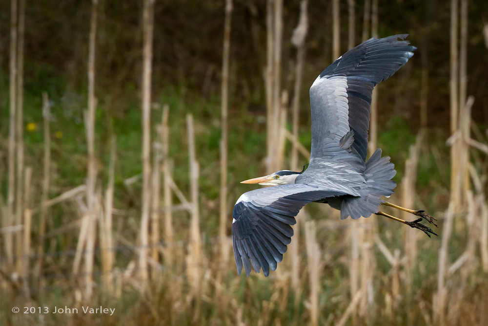 grey_heron_1000_0143.jpg