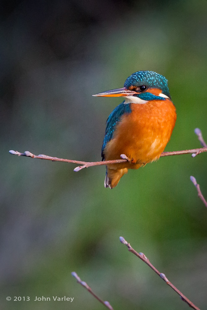 kingfisher_1000_9678.jpg