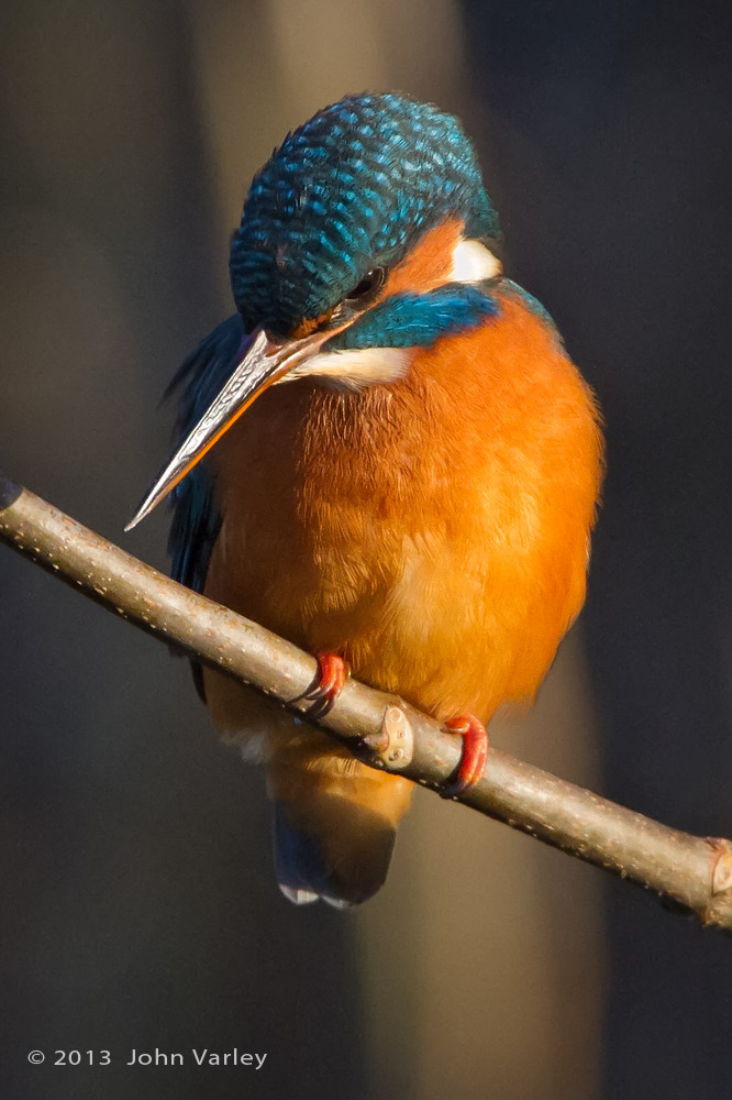 kingfisher_1000_9699.jpg