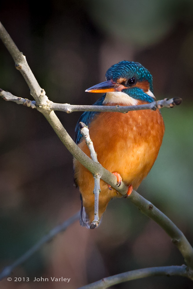 kingfisher_1000_9817.jpg