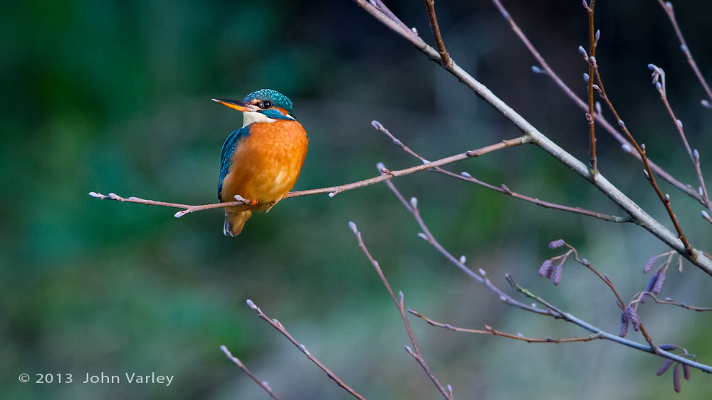 kingfisher_alder_1000_9654.jpg