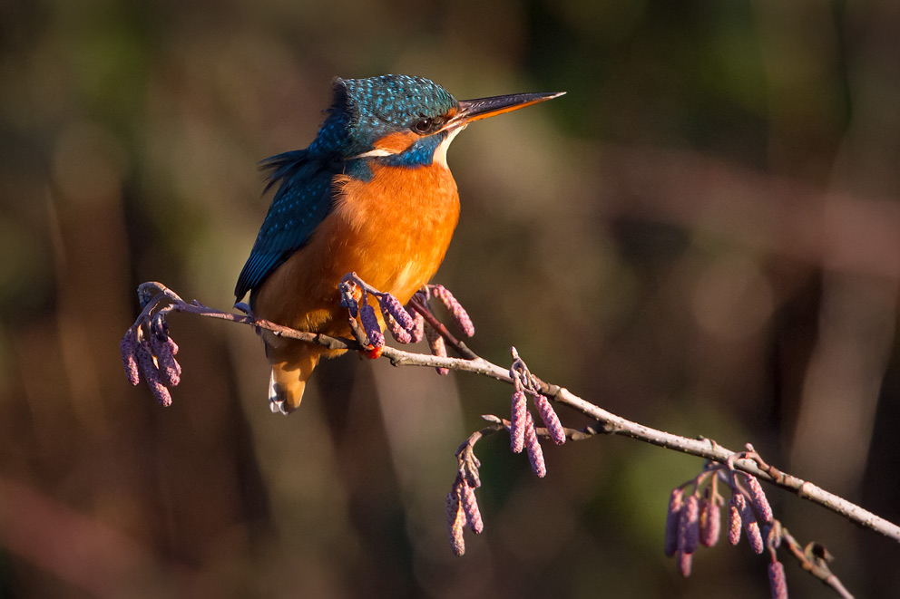 kingfisher_alder_1000_9723.jpg