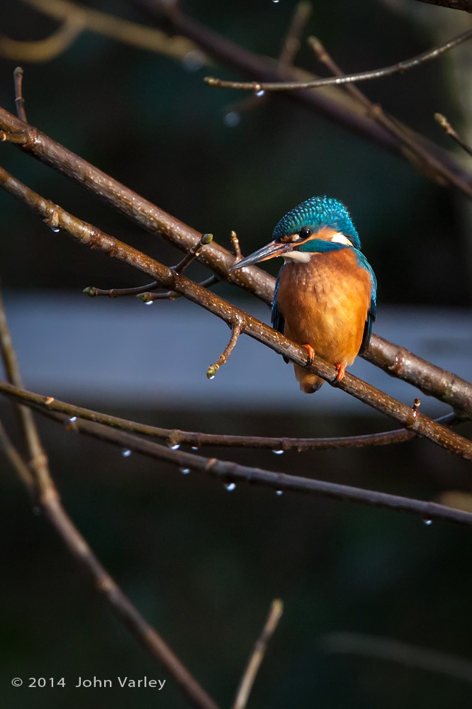 kingfisher_female_1000_9805.jpg