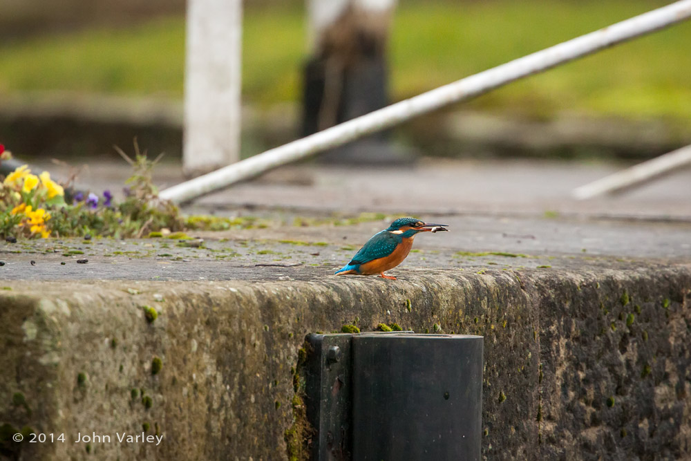 kingfisher_female_1000_9863.jpg