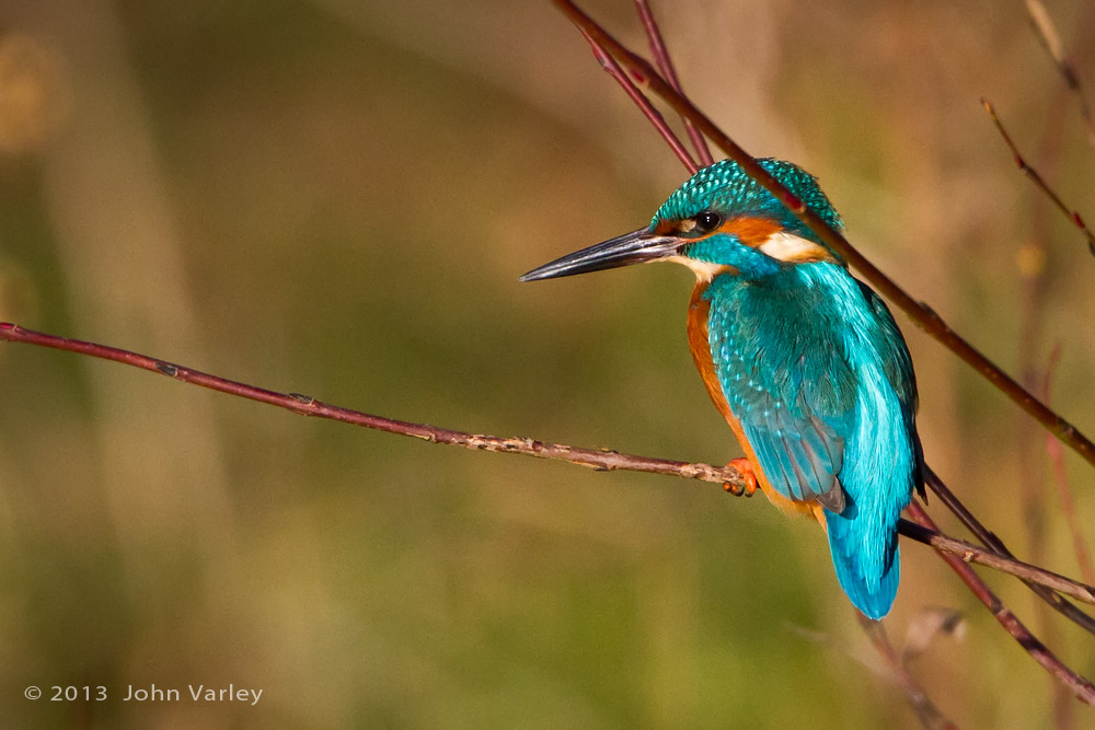 kingfisher_male_1000_9456.jpg