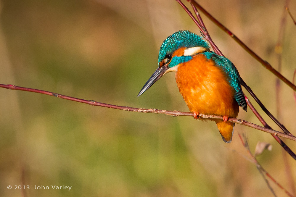 kingfisher_male_1000_9457.jpg