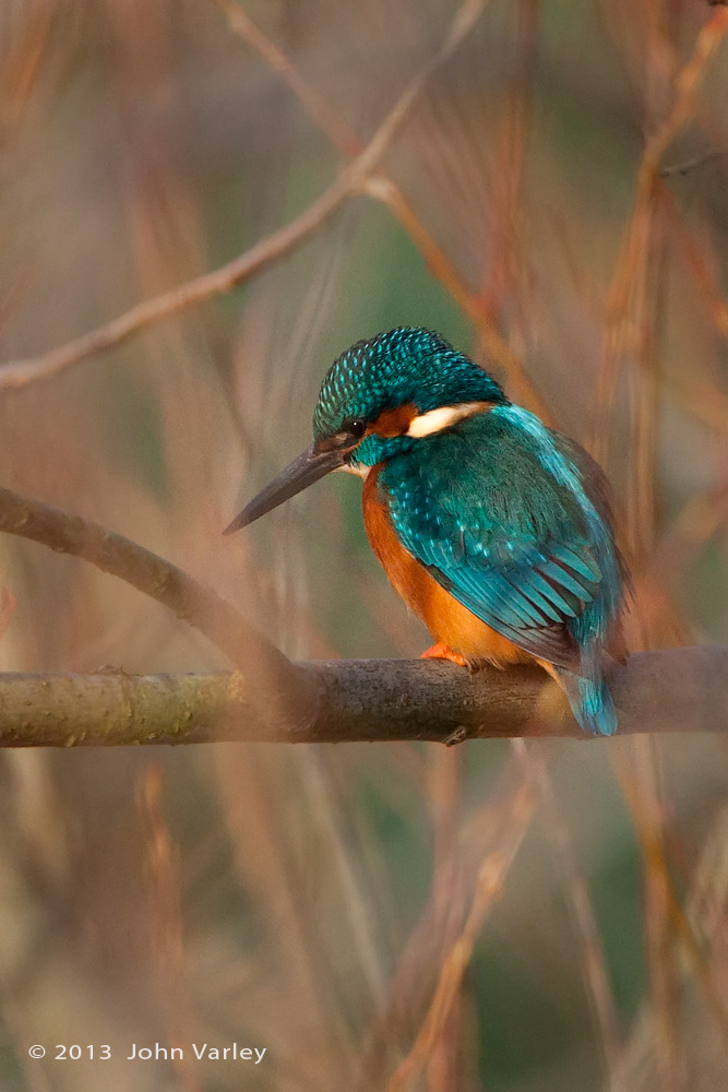 kingfisher_male_1000_9609.jpg