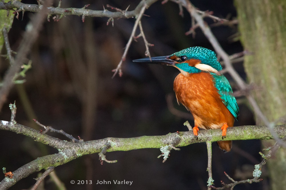 kingfisher_male_1000_9621.jpg