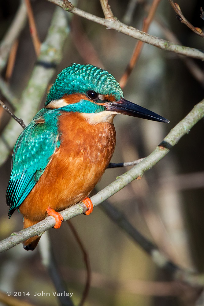 kingfisher_male_1000_9751.jpg