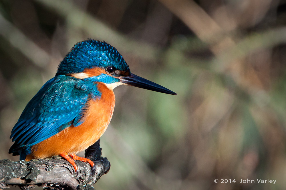 kingfisher_male_1000_9770.jpg