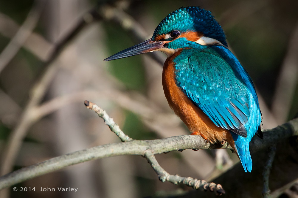 kingfisher_male_1000__9761.jpg