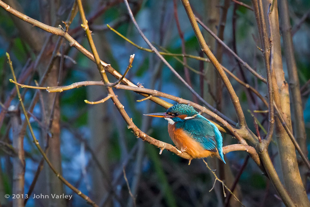 kingfisher_tree_1000_9695.jpg