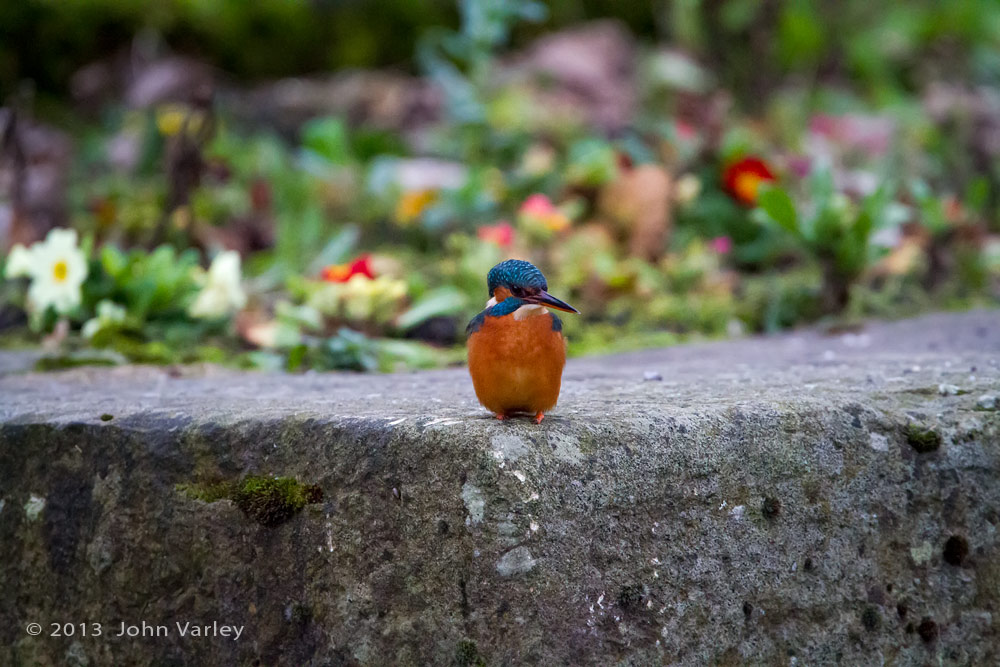 kingfisher_wall_1000_9586.jpg