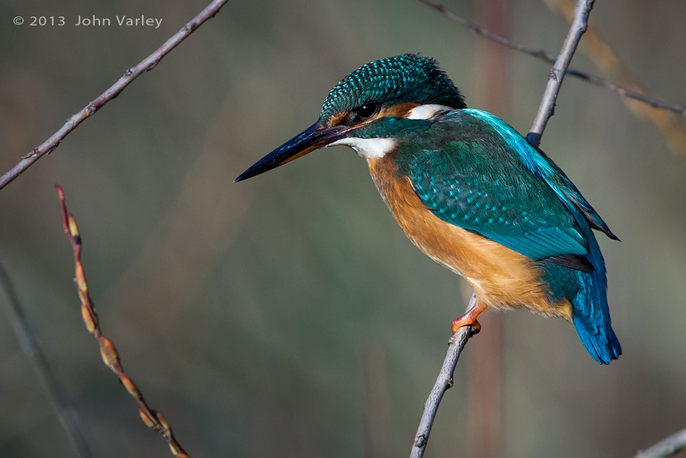 kingfisher_young_female_1000_9570.jpg