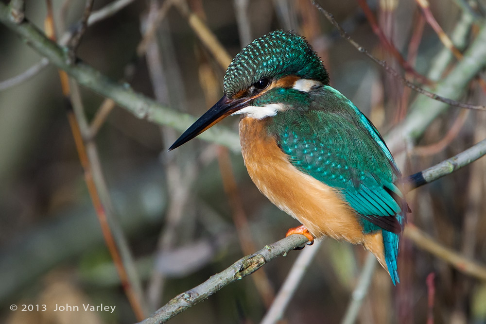 kingfisher_young_female_1000_9581.jpg