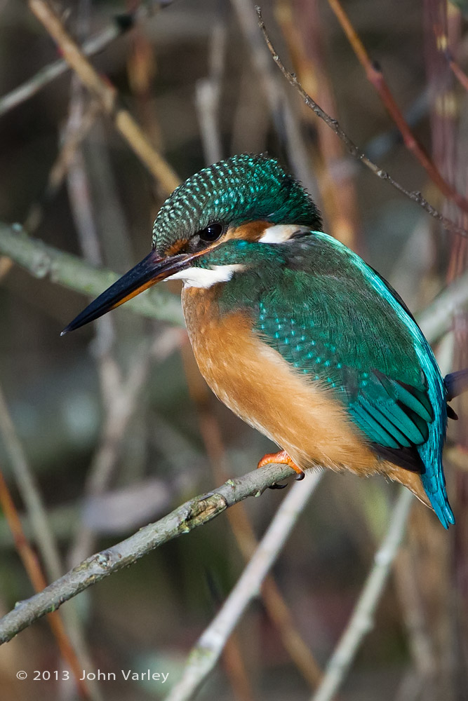 kingfisher_young_female_1000_9583.jpg