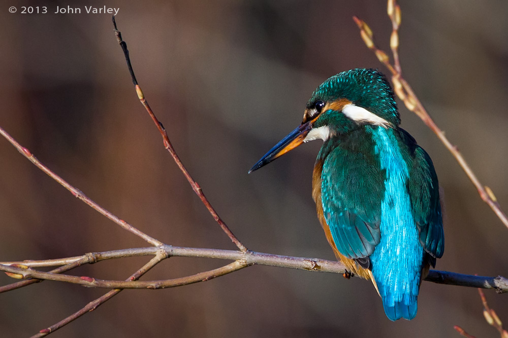 kingfisher_young_female_1000_9696.jpg