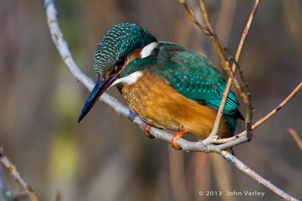 kingfisher_young_female_1000_9700.jpg