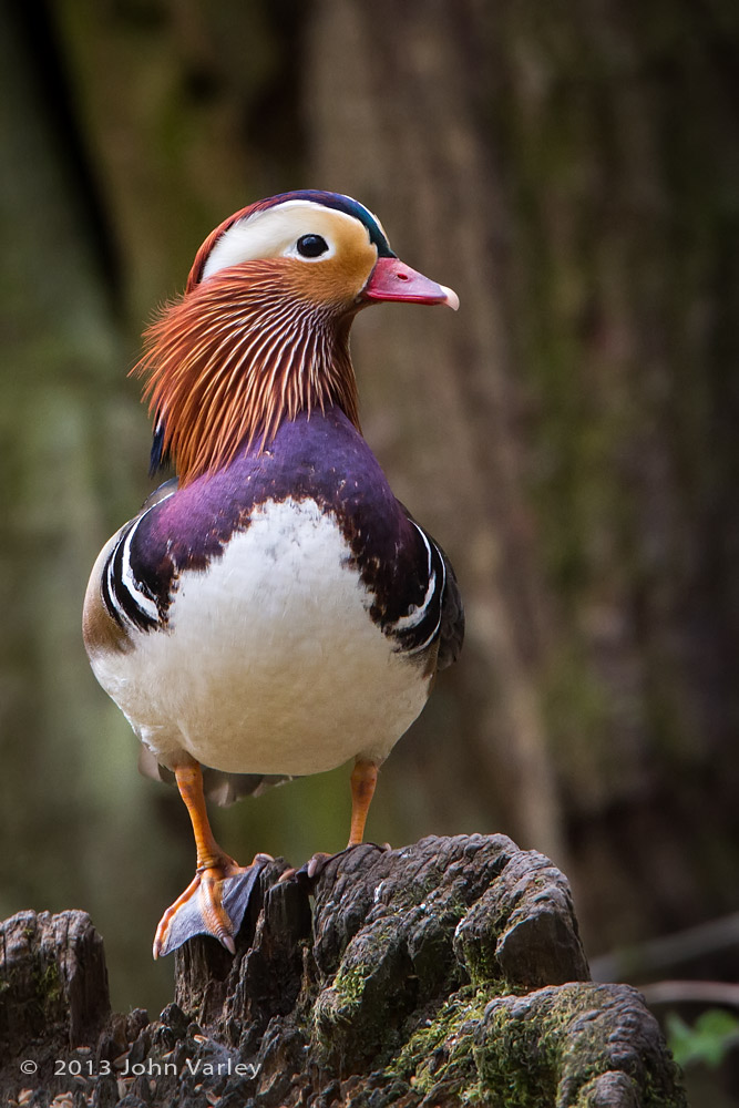 mandarin_duck_1000_0280.jpg